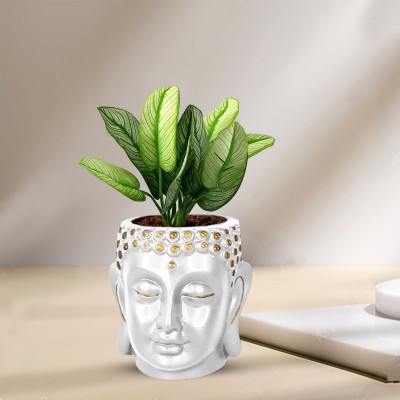 THEAMPETHAPARA Buddha Head Planter Pot for Plants Flowers Plant Container Set(Ceramic)