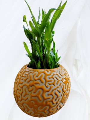 sharma Yellow RB Ball Print Small Flower Pot (Color : Yellow) For Home/Office Decor Plant Container Set(Ceramic)