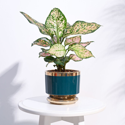 UGAOO Aurelius Round Ceramic Indoor Pots & Planter for Home, Office, Garden, Balcony Plant Container Set(Ceramic)