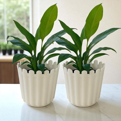 croxlife plastic plant containers Plant Container Set(Pack of 2, Plastic)