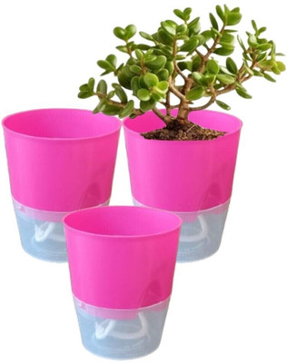 KUMUDAM Self Watering Pots/Planters For Home/Office Plant Container Set(Pack of 3, Plastic)