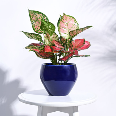 UGAOO Apple Ceramic Indoor Pot - Big Plant Container Set(Ceramic)
