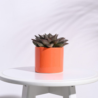 UGAOO Pipe Orange Ceramic Pot - 3.2 Inch Plant Container Set(Ceramic)