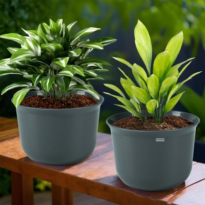 HOMESTIC Plant Container Set(Pack of 2, Plastic)