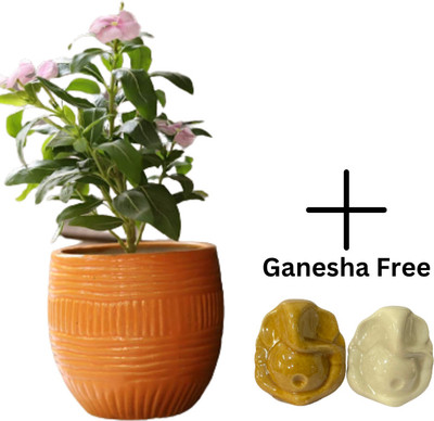 Jimkia Ceramic Plant Container Set Planter Pot For Home Decor Ganesha Free Without Plant Container Set(Pack of 3, Ceramic)
