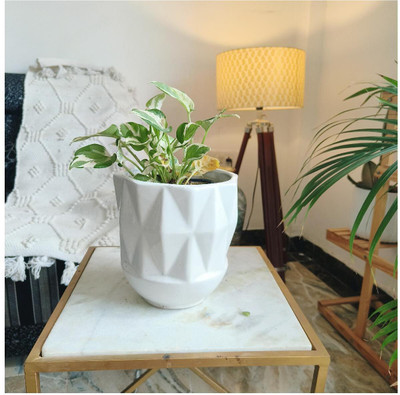 Niyara white cylinder small 7 inches Plant Container Set(Ceramic)