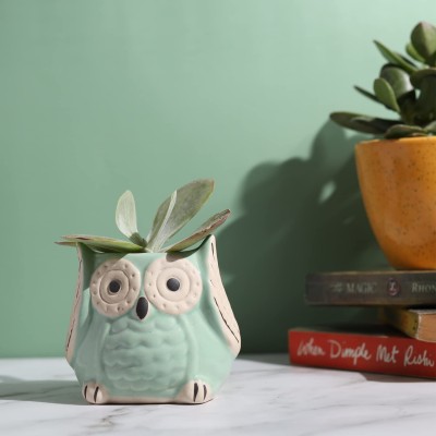 Lyallpur Stores Ceramic Planter Pot Owl Design Green for Indoor and Outdoor Pack of 1 Plant Container Set(Ceramic)