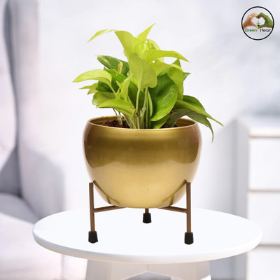 Thegreenheart Modern Golden Glossy Metal Planter with Stand, for Home & Office Decor,Table Top Plant Container Set(Metal)