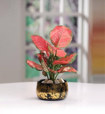 VoiDrop Pot Plant with Stand for Home Decoration,Pot Suitable for Home&Balcony(Only Pot) Plant Container Set(Metal)