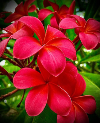 Rongon Ixora Plant(Hybrid, Pack of 1)