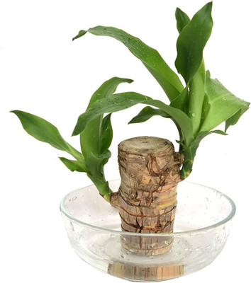 ibains Mini Brazalian wood(Hybrid, Pack of 1)
