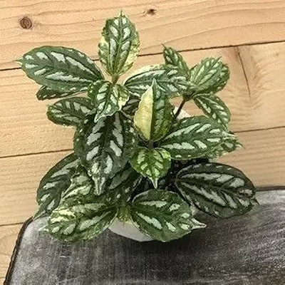 LifeShowMe Pilea Aluminium Plant(Hybrid, Pack of 1)