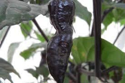 Cloud Farm Chilli Spices Plant(Hybrid, Pack of 1)
