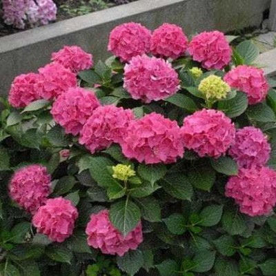 GreenyOn Hydrangea Plant(Hybrid, Pack of 1)