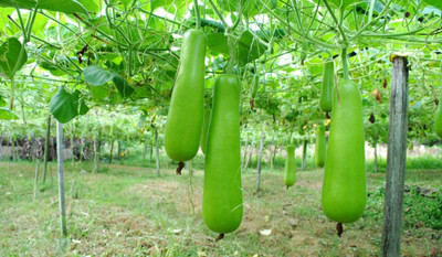 BDSresolve Bottle gourd seeds, Hybrid bottle gourd seeds Seed(20 per packet)