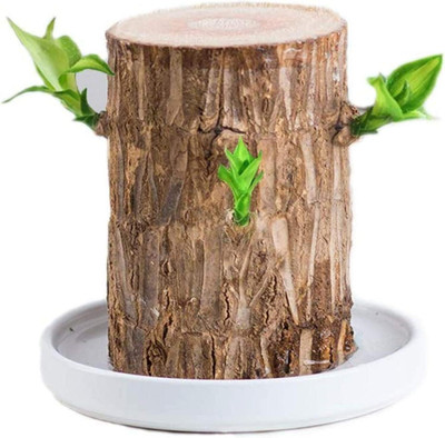 Cloud Farm Mini Brazalian wood Seed(1 per packet)