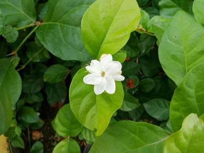 PETALFLEUR Jasmine Plant(Hybrid, Pack of 1)