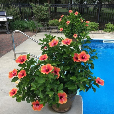 BREEZY BLOOMS Hibiscus Plant(Hybrid, Pack of 1)