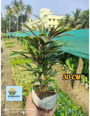 OxygenCart Aralia Plant(Hybrid, Pack of 1)