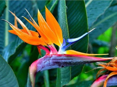 Cloud Farm Bird of Paradise Plant(Hybrid, Pack of 1)