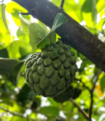 rimi Custard Apple Plant(Hybrid, Pack of 1)
