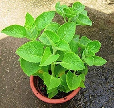 Cloud Farm Ajwain Plant(Hybrid, Pack of 1)