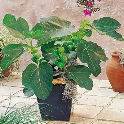 Cloud Farm Gular/Cluster Fig Plant(Hybrid, Pack of 1)
