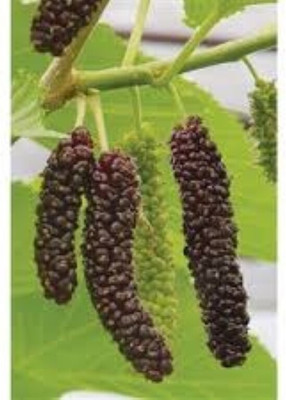 AnjuAura Shahtoot/Mulberry Plant(Hybrid, Pack of 1)