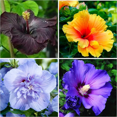 pomgardening Hibiscus Plant(Hybrid, Pack of 1)