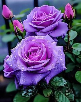 RUFLEF Rose Plant(Hybrid, Pack of 1)