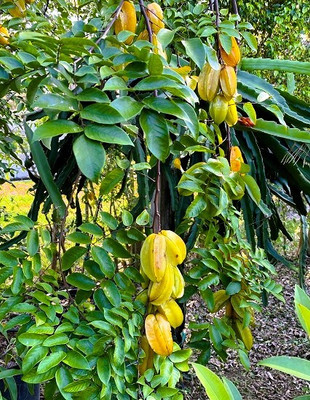 Greenearth Star Fruit Carambola Grafted Plant(Hybrid, Pack of 1)