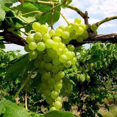 LeafLinkPlants Grapes Plant(Hybrid, Pack of 1)