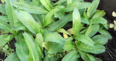 Cloud Farm Coriander Plant(Hybrid, Pack of 1)