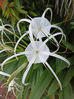 Roy's Fashoin Lily Plant(Hybrid, Pack of 3)