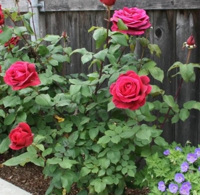 ABC Rose Plant(Hybrid, Pack of 1)