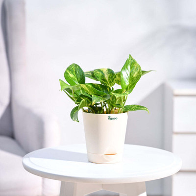 UGAOO Variegated Money Plant(Pack of 1)
