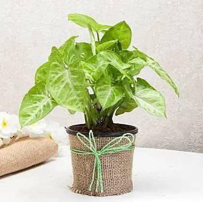 KUMUBON Syngonium Plant(Hybrid, Pack of 1)