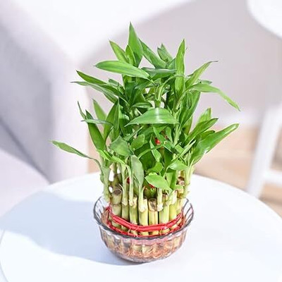 nandinigarden Lucky Bamboo Straight Stick(Pack of 1)