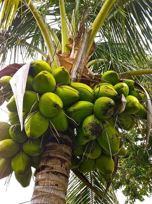 cocunut Coconut Plant, Java Moss Coconut Cave(Hybrid, Pack of 1)