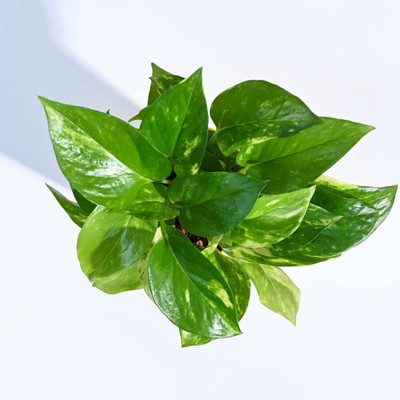 Cloud Farm Money Plant(Hybrid, Pack of 1)