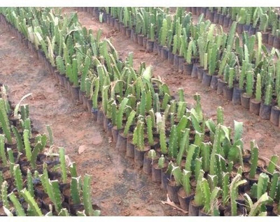 rimi Dragon Tree(Hybrid, Pack of 1)