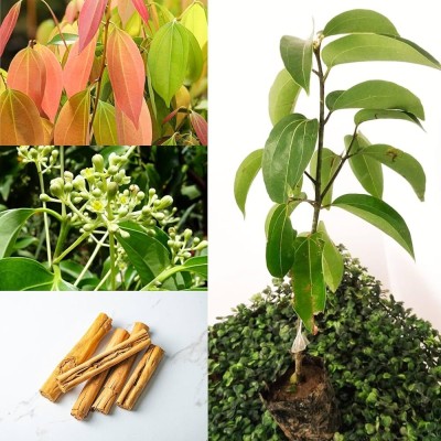 Skrhuvoy Cinnamon Plant(Pack of 1)