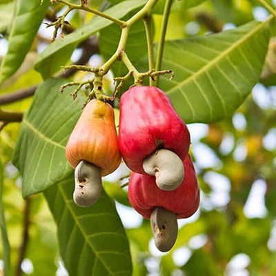 KUMUBON Cashew Apple Plant(Hybrid, Pack of 1)