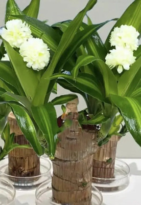 Biswas Bloom Brazilian Wood, Lucky Bamboo Plant(Hybrid, Pack of 1)
