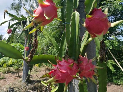 BEWPOLENA Dragon Tree(Hybrid, Pack of 1)