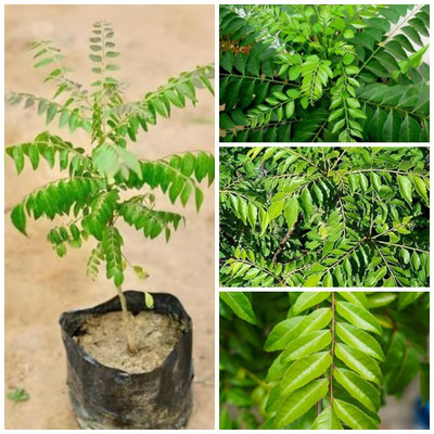 Cloud Farm Curry Leaf Plant(Hybrid, Pack of 1)