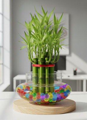 GreenLagaci Lucky Bamboo Plant(Pack of 1)