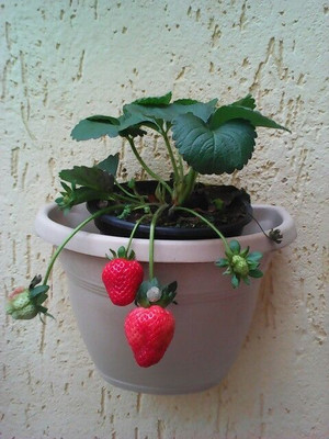 BREEZY BLOOMS Strawberry Plant(Hybrid, Pack of 1)
