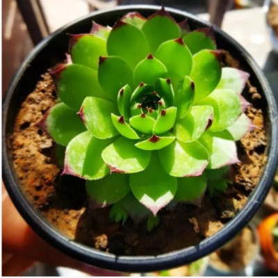 PLANT ORBIT Sempervivum Tectorum Plant(Pack of 1)