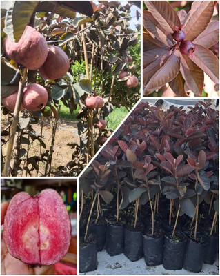 KPBHANDER Guava Plant(Hybrid, Pack of 1)